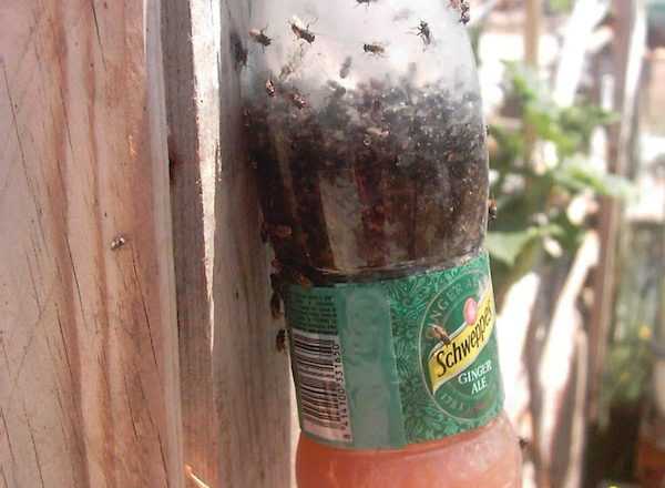 Как избавиться от мух в загородном доме — методы борьбы
