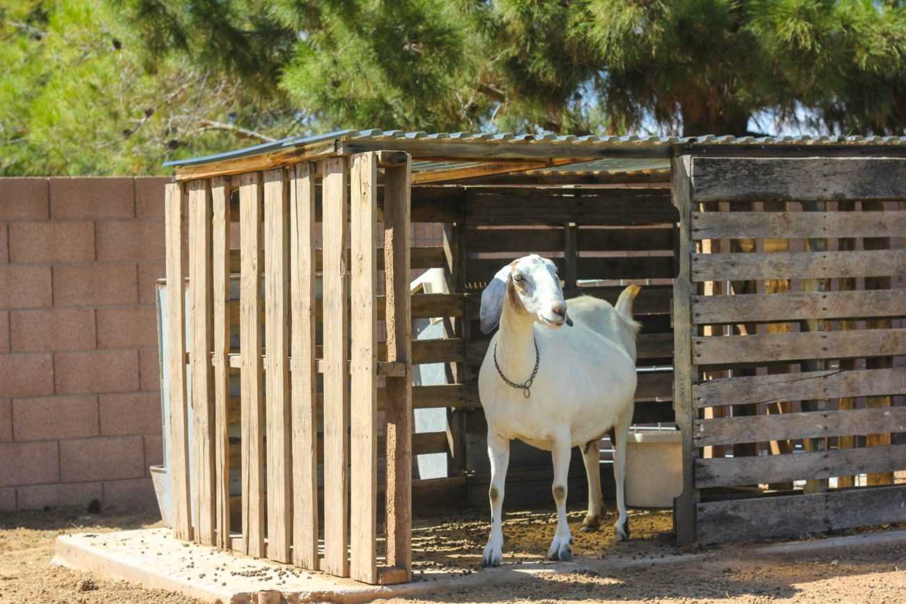 Сарай для коз: изготовление в домашних условиях