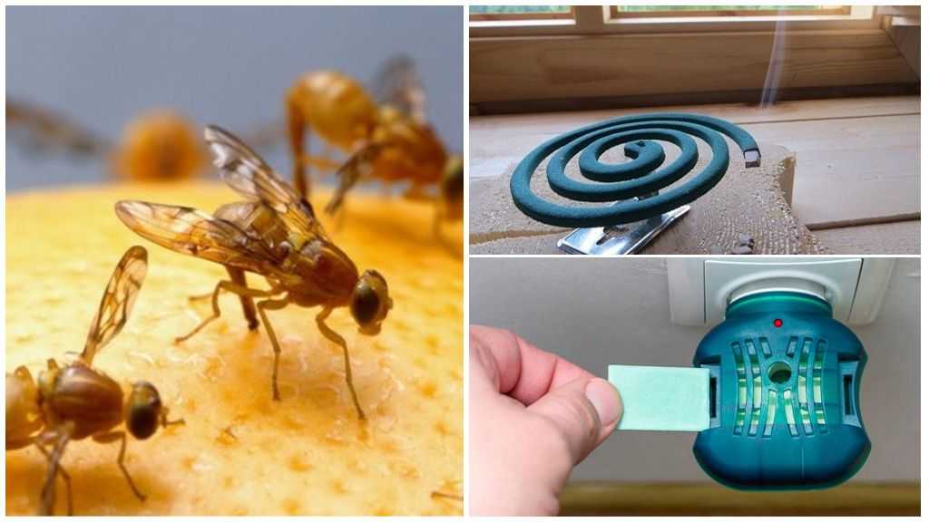 Как избавиться от мух в доме: эффективные способы, народные средства, видео