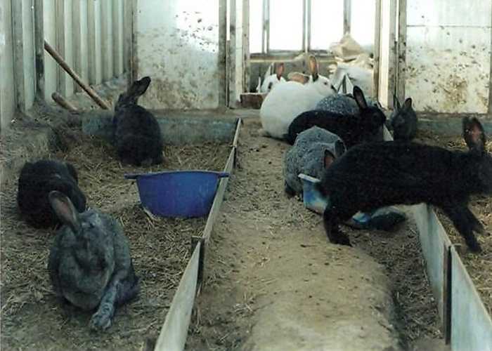 Содержание кроликов в сарае – лучший способ создать благоприятные условия