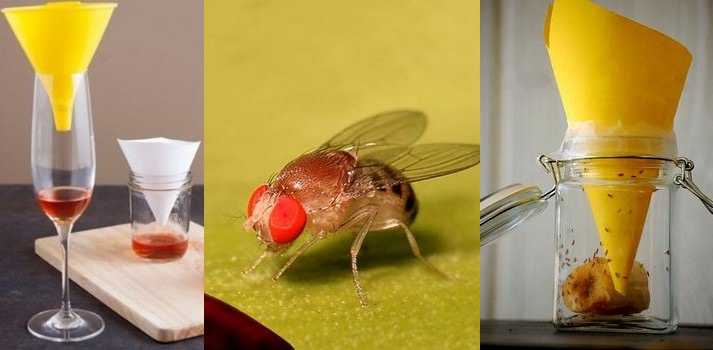 Как можно легко избавиться от мух?