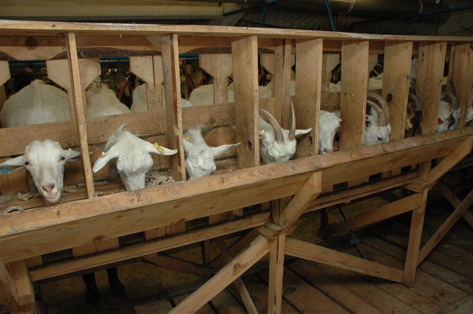 Особенности содержания коз в домашних условиях. оборудование помещения