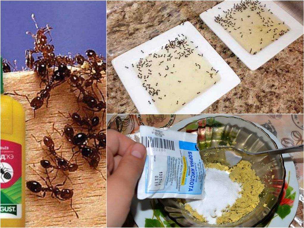 Как избавиться от муравьев на дачном участке и огороде используя для этого проверенные годами народные методы Обзор лучших способов избавления от муравьев