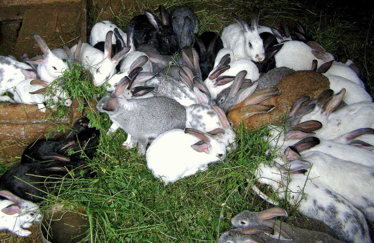 Как правильно содержать кроликов