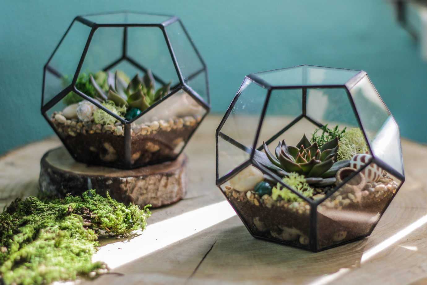 Флорариум в банке: тропический сад в твоей квартире