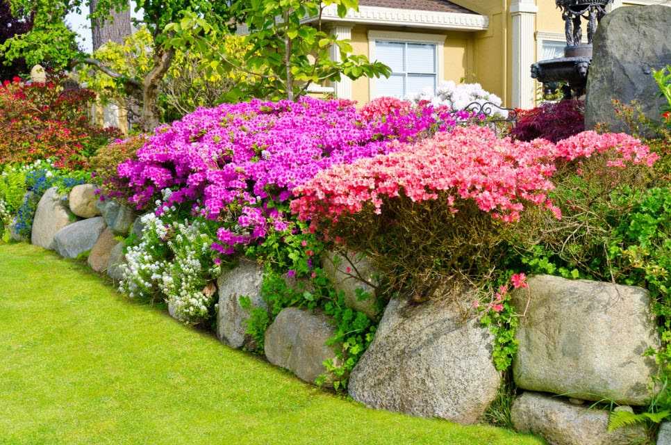 Многолетние кустарники для сада, дачи и огорода: названия декоративных и цветущих культур с фото