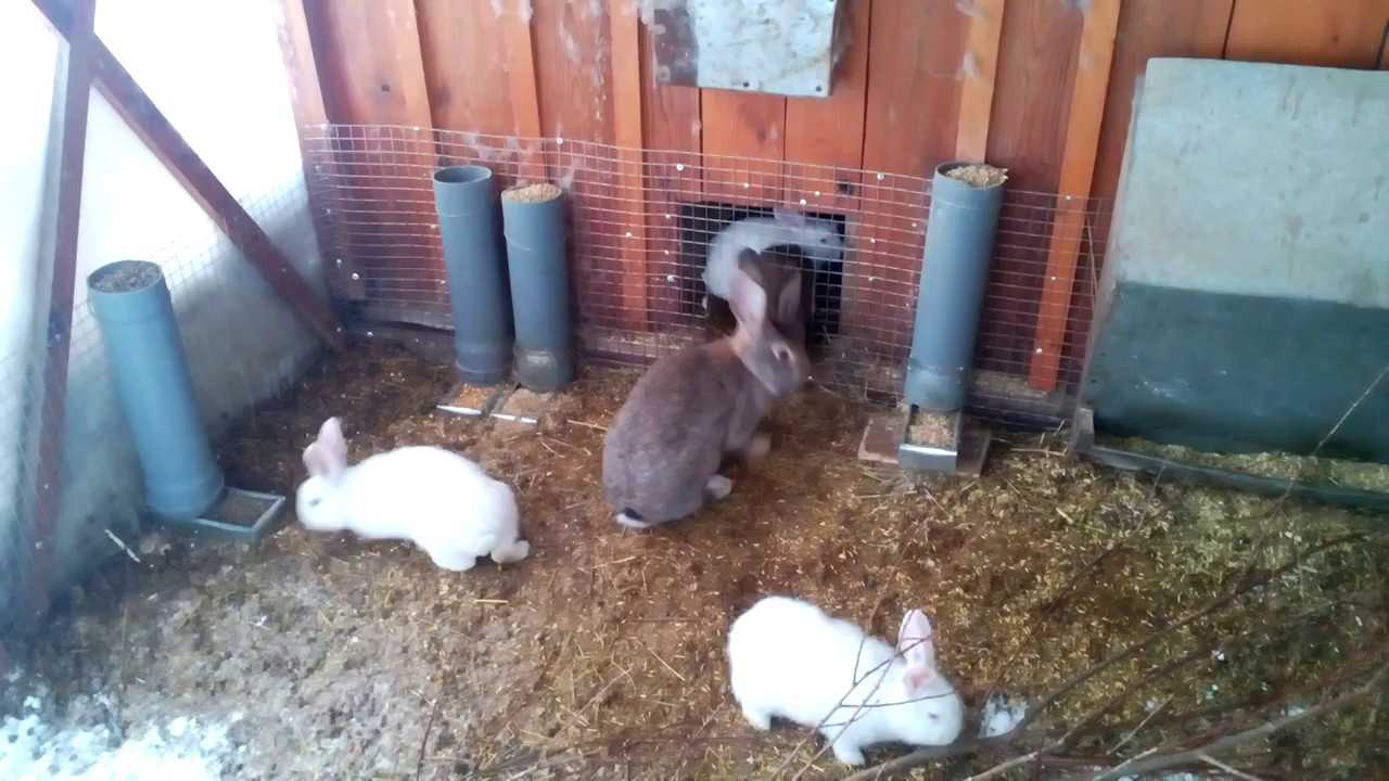 Как построить крольчатник своими руками: пошаговая инструкция