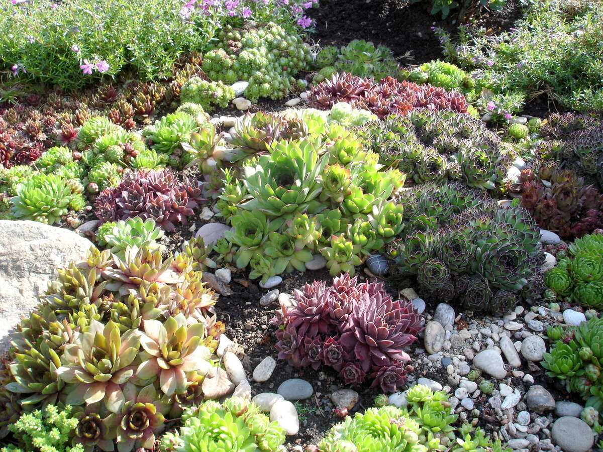 Как правильно сделать альпийскую горку на даче и в саду для цветов из камней, шин и подручных материалов с ручьем и кувшином: подбор красивых вариантов оформления
 - 45 фото