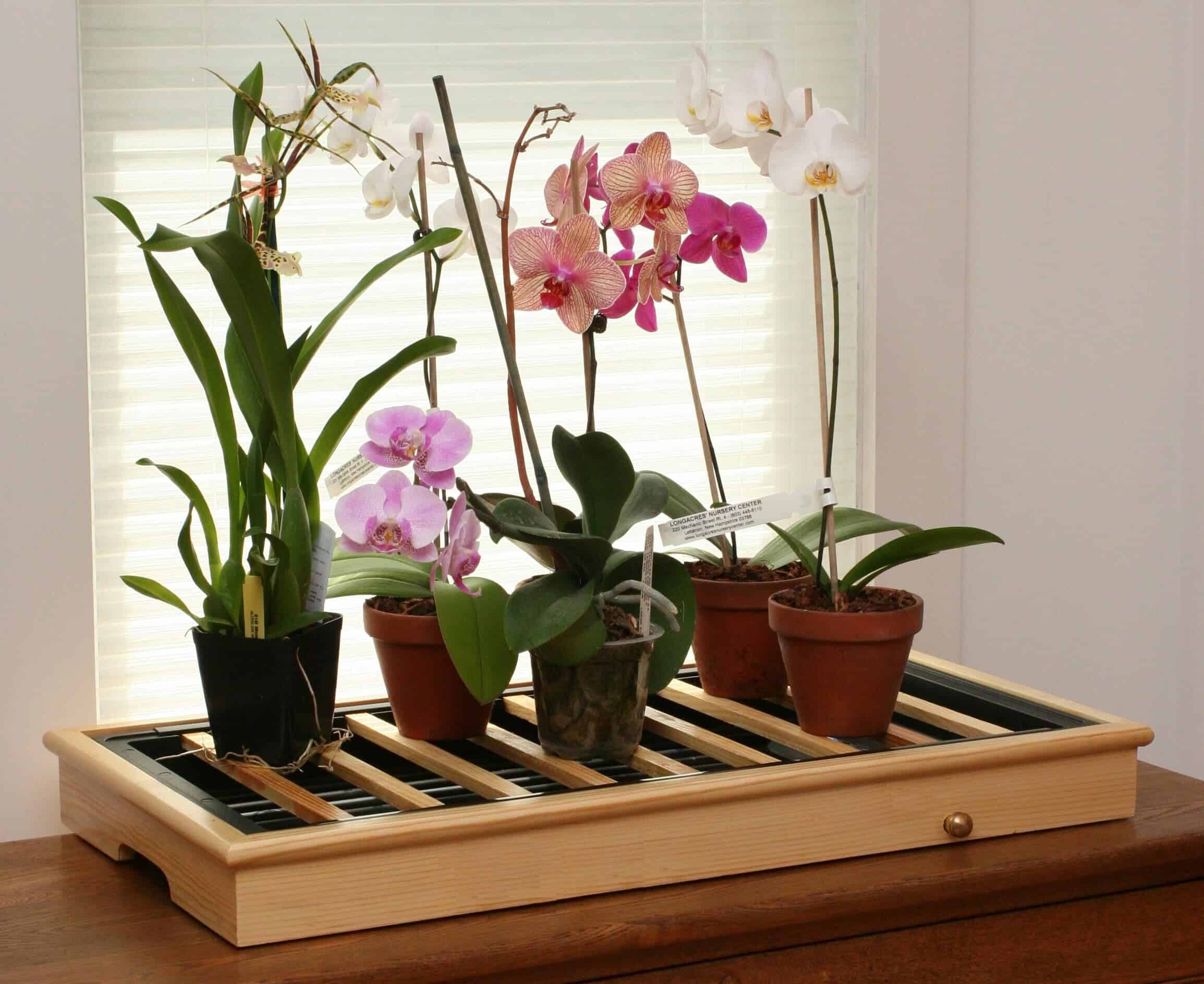 Как украсить помещение экзотическими цветами Орхидеи как оригинальный элемент оформления гостиной и других комнат Интересные идеи декора, советы по выращиванию