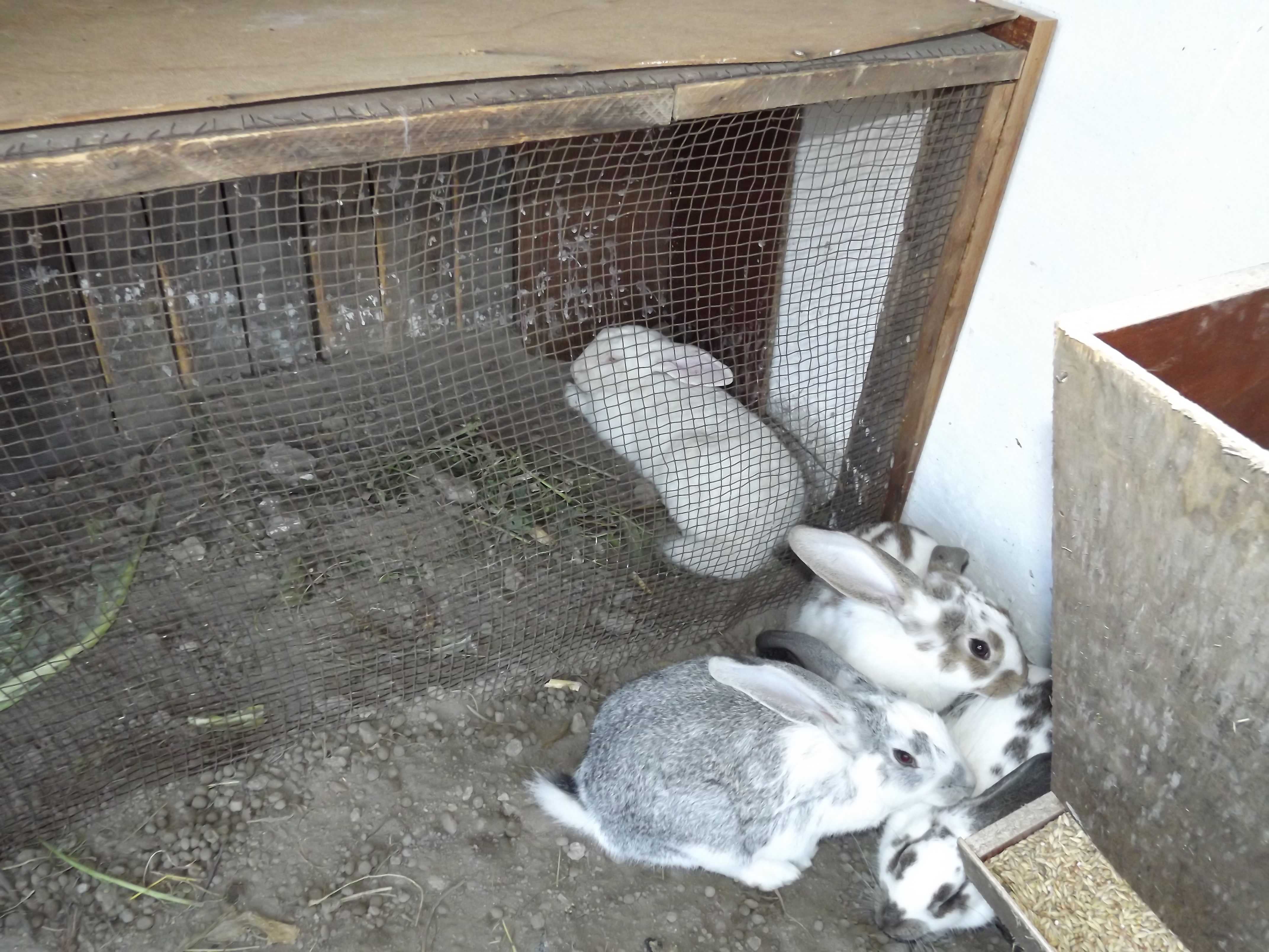 Как построить клетку для кроликов: строим правильно клетку для кроликов своими руками