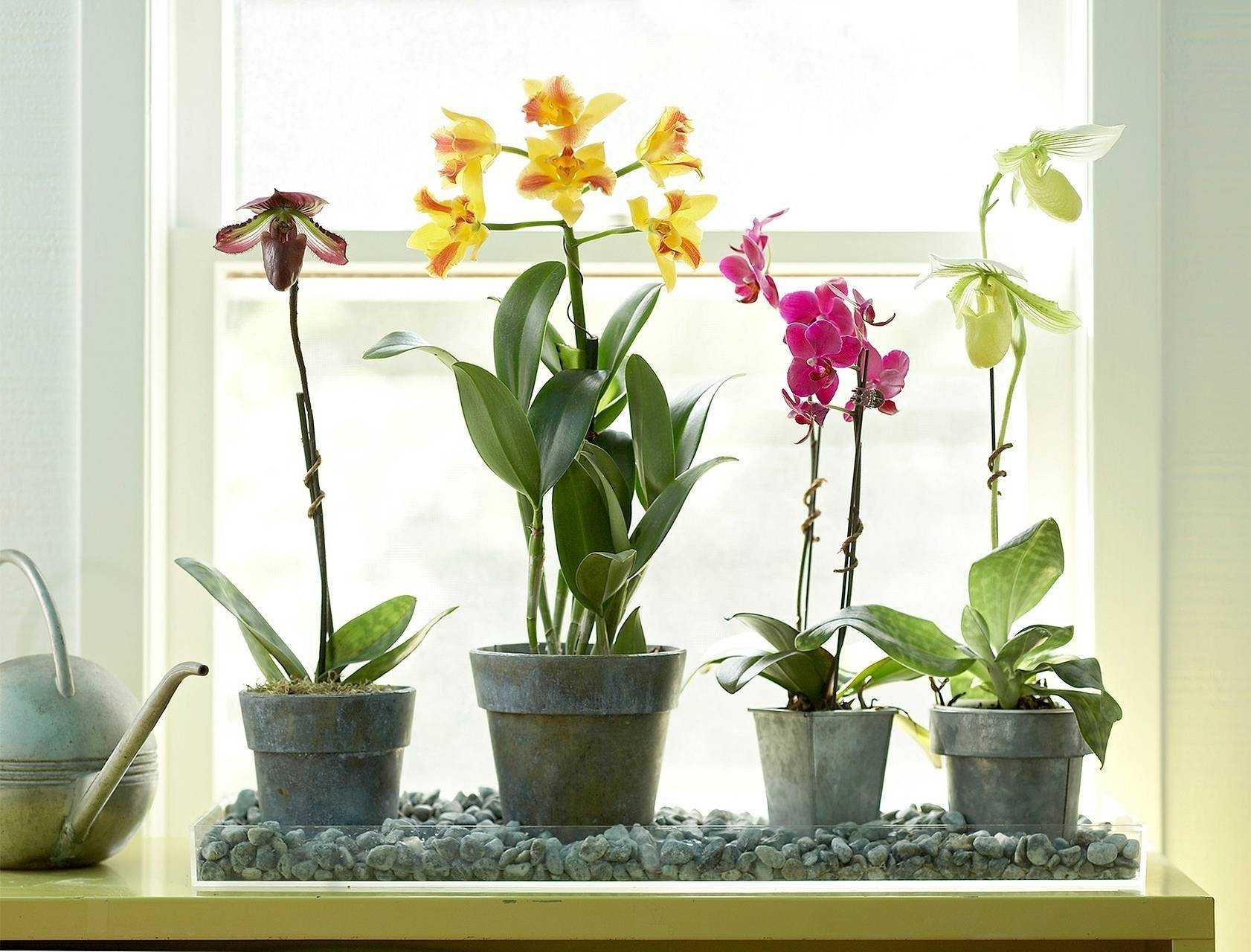 Как сделать композицию из орхидей