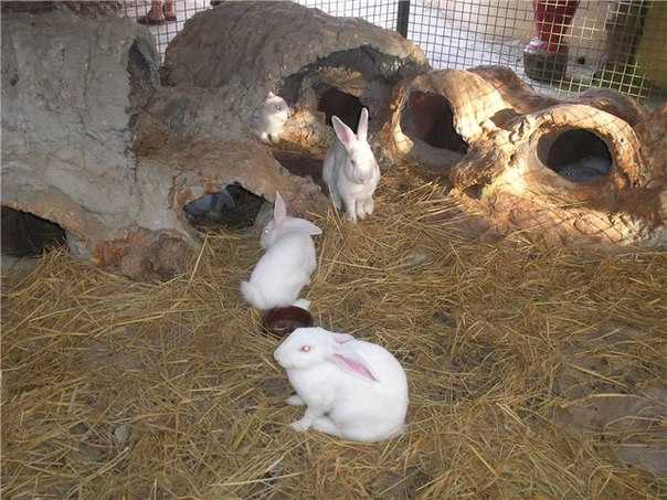 Клетки для кроликов в сарае своими руками
