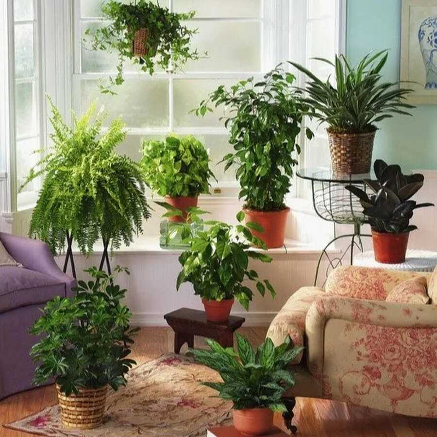 20 оригинальных идей, как украсить дом с помощью комнатных растений
