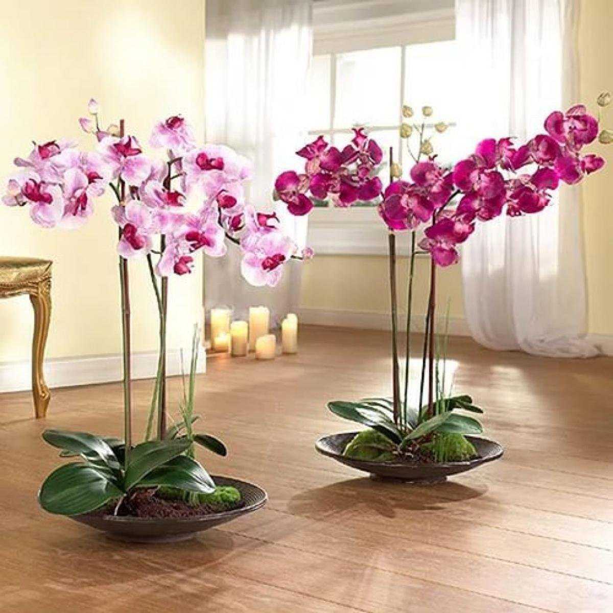 Флорариум с орхидеями своими руками: пошаговая инструкция с фото, как его сделать из подручных материалов