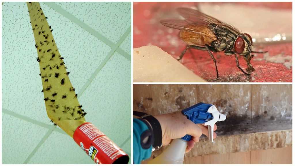 Как избавиться от мух в доме и на даче - народные средства от мух