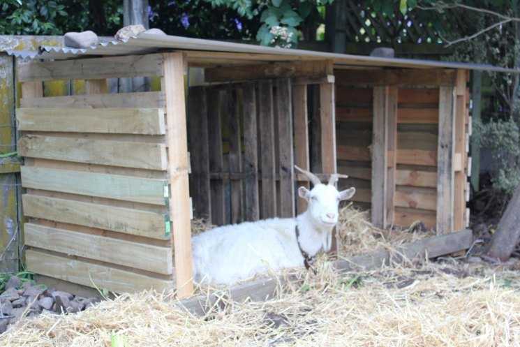 Сарай для коз своими руками: чертежи, схема, фото и видео