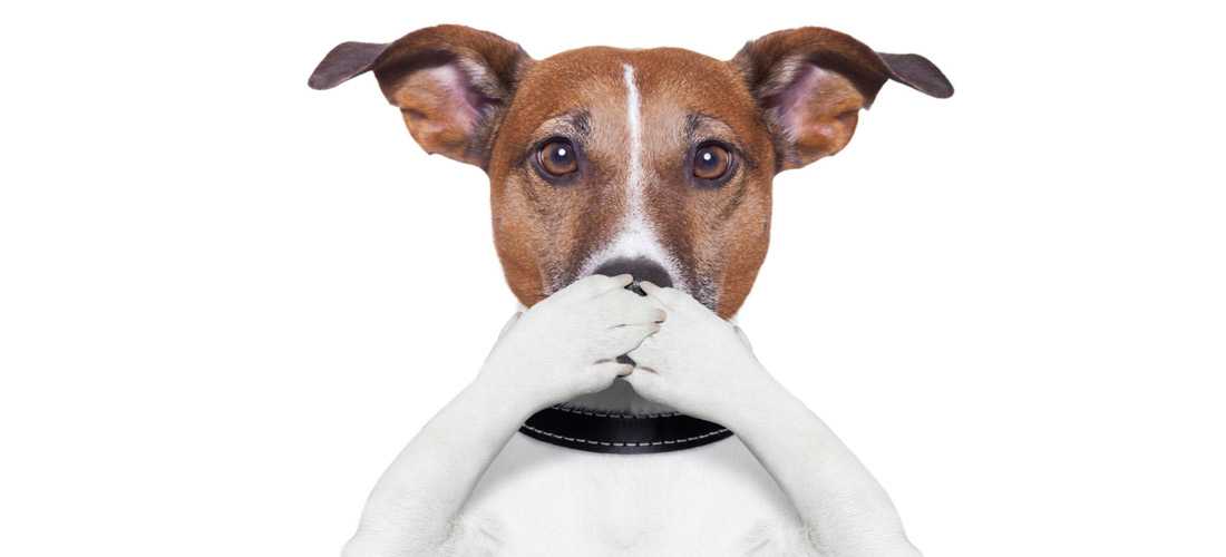Как убрать запах собаки в квартире: способы и средства