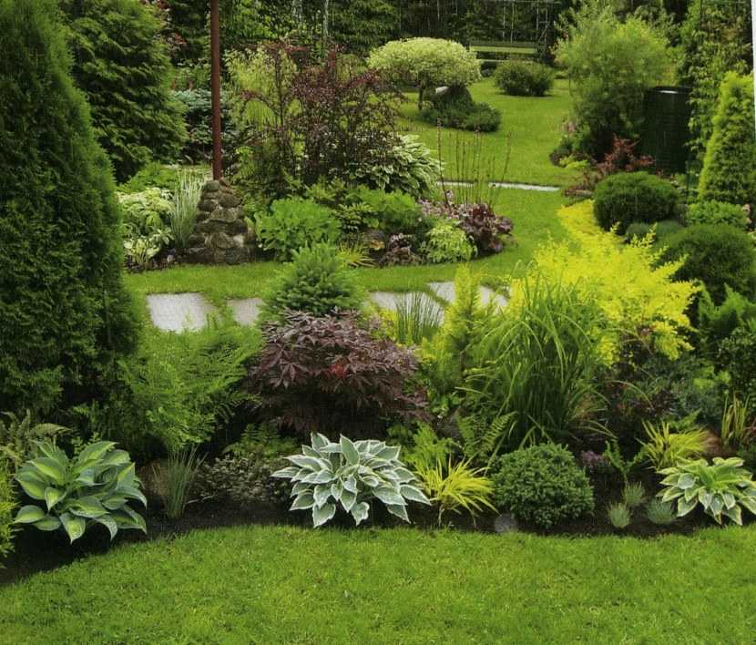 Декоративные кустарники для сада и дачи: фото и названия