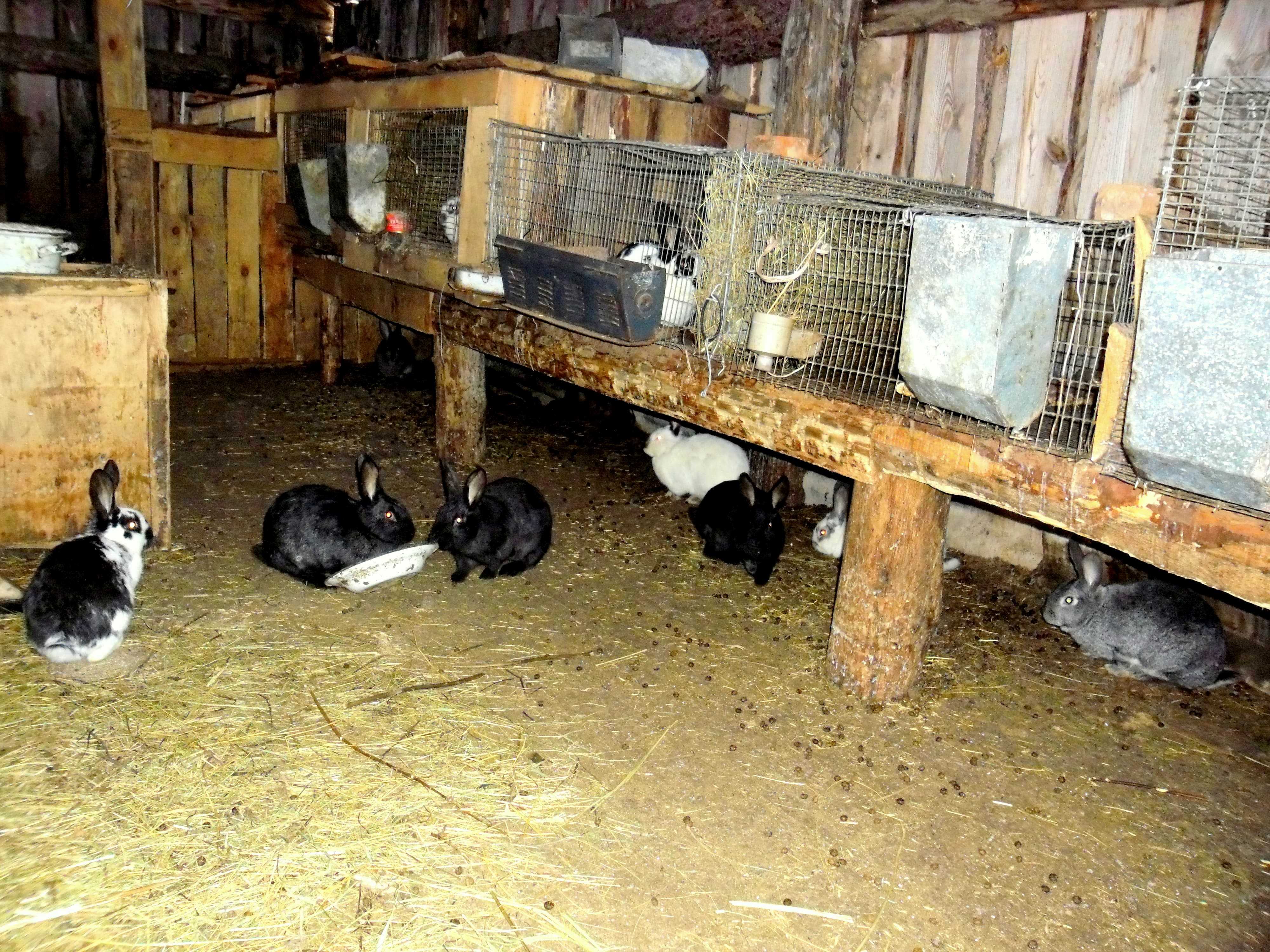 Содержание кроликов в сарае – как создать нужные условия? + видео