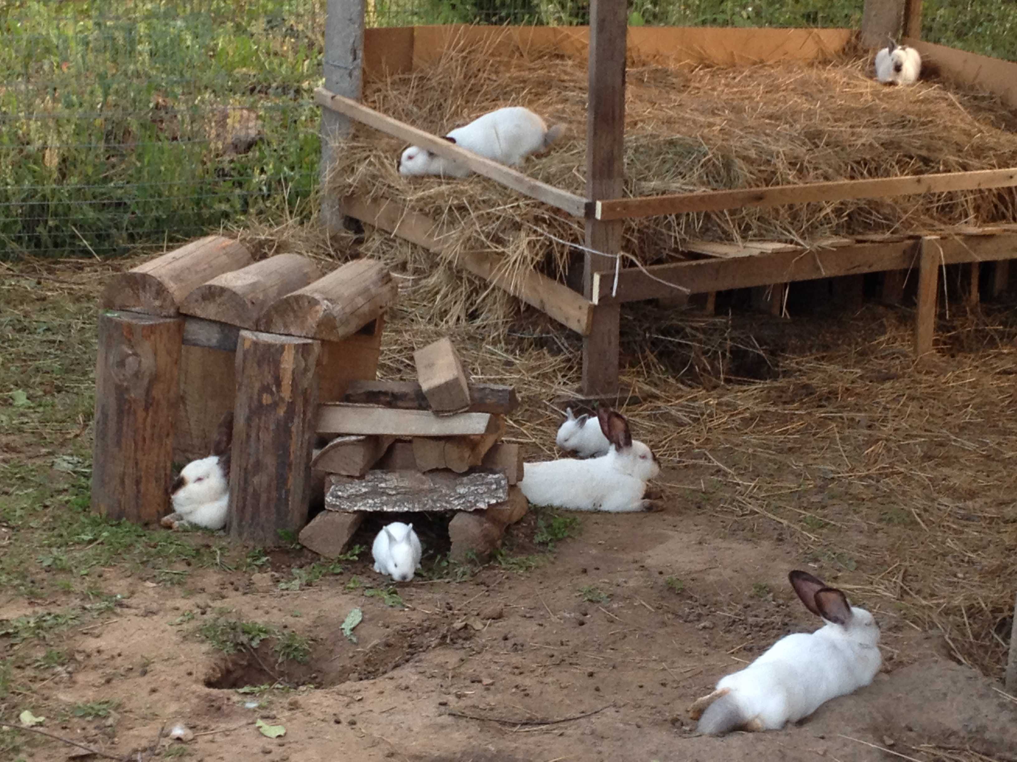 Сарай для кроликов: правила содержания и как построить своими руками