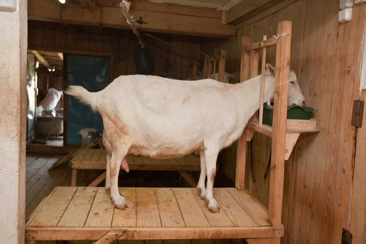 Сарай для коз: устройство внутри, как построить своими руками?