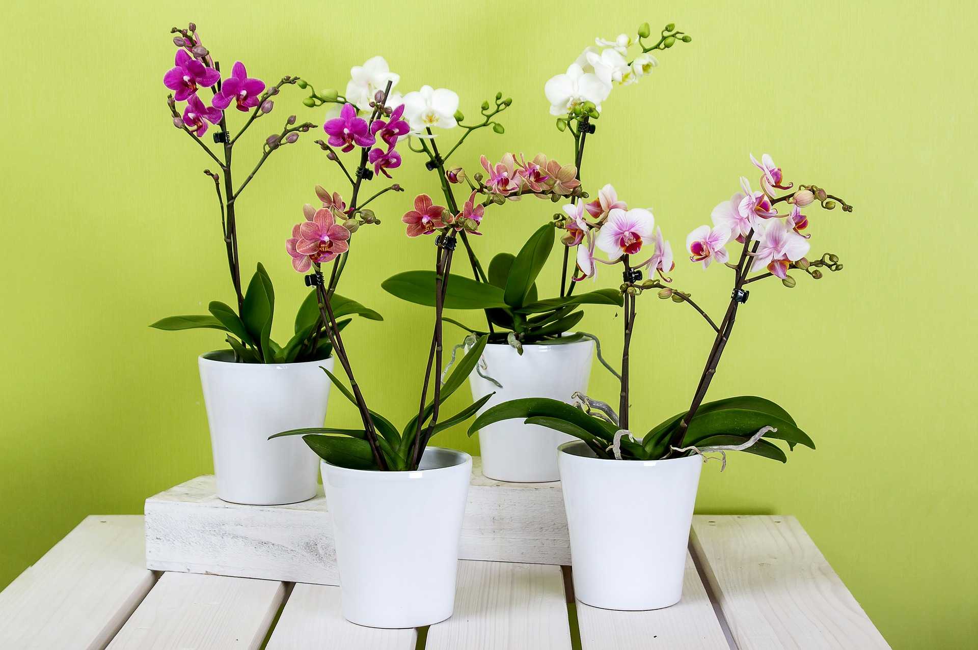 Где можно выращивать орхидеи: на блоках, садовом участке, в теплице, на какое окно лучше посадить в квартире?