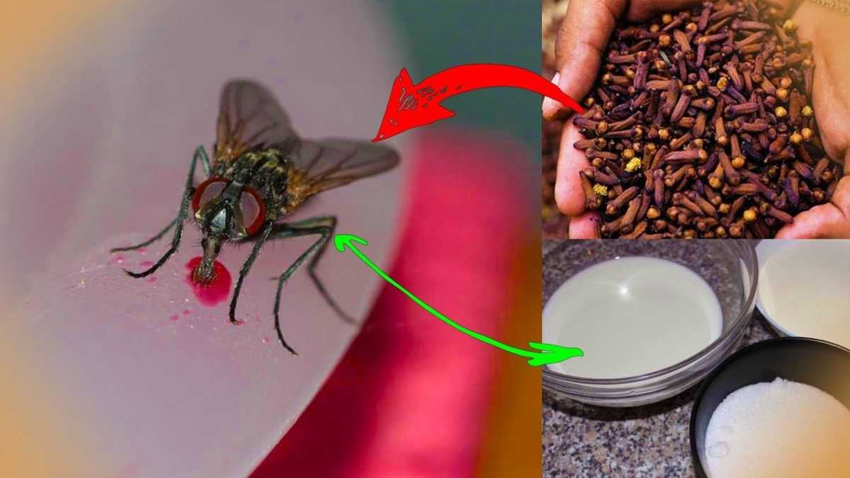 Как избавиться от мух в доме - wikihow