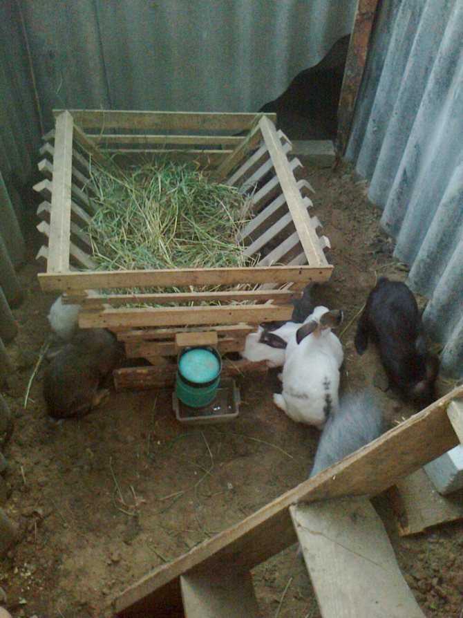 Сарай для кроликов: правила содержания кроликов, инструкция по постройке, фото