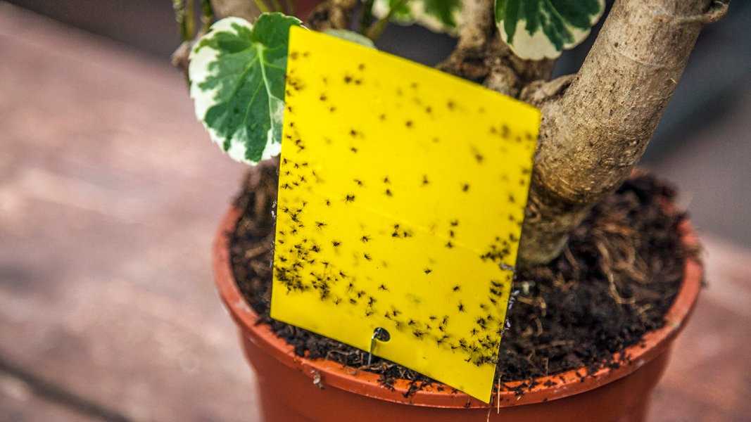 Как избавиться от цветочных мошек, почему они появляются в горшках