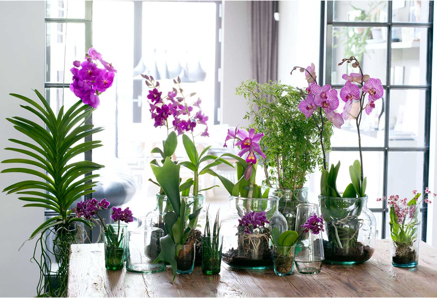 Комнатные растения и цветы в интерьере жилого дома: проект для гостиной
 - 48 фото