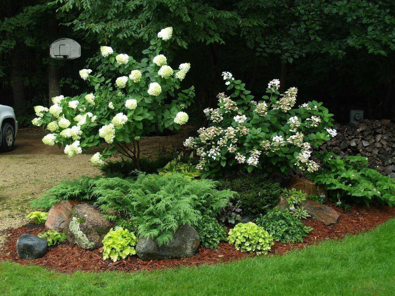 Декоративные кустарники: морозостойкие, многолетние, красивые, низкие для сада и дачи, цветущие все лето розовыми и желтыми цветами
 - 24 фото