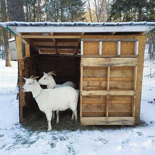 Сарай для коз должен быть построен с учетом всех нужд животных Посмотрите видео и прочитайте статью, чтобы иметь представление о правильном хлеве для коз